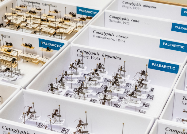 Formigas em 3D: CE3C e Museu Nacional de História Natural e da Ciência integram colaboração internacional